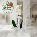 Tek Dal Beyaz Phalaenopsis Orkide Tek Dal Beyaz Phalaenopsis Orkide
